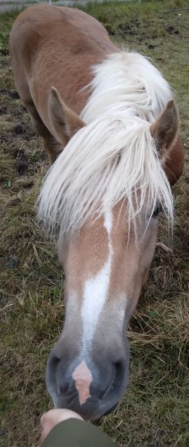 Haflingerstute, Bernadett , Horses For Sale, Polling , Image 3