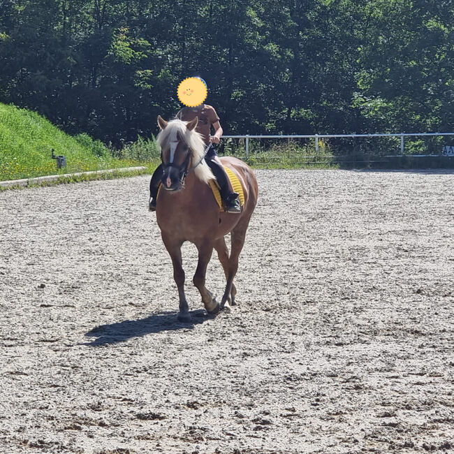 Haflingerstute, Tanja, Horses For Sale, Spittal an der Drau 