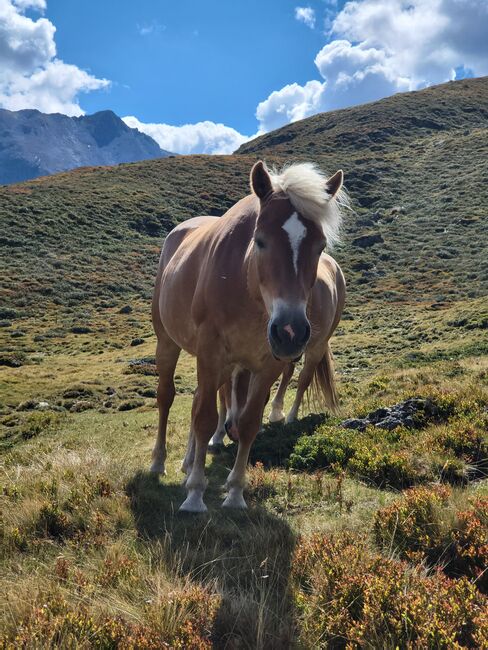 Haflingerstute, Melmer Andrea, Horses For Sale, St.Sigmund