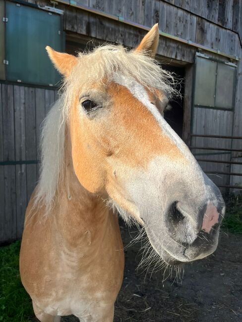 Haflingerstute, Romana schultes, Horses For Sale, Thumersbach