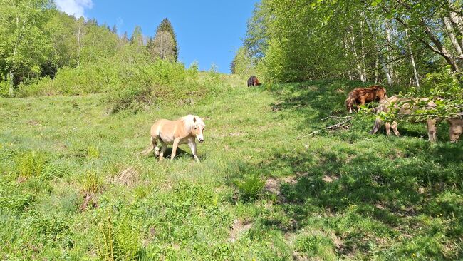 Haflingerstute, Romana schultes, Horses For Sale, Thumersbach, Image 3