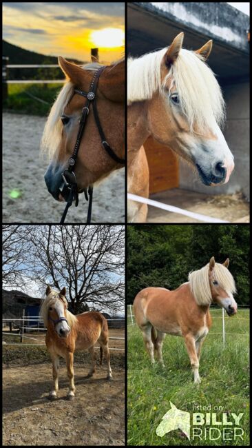 Haflinger Stute, Claudia K, Horses For Sale, Völkermarkt, Image 6