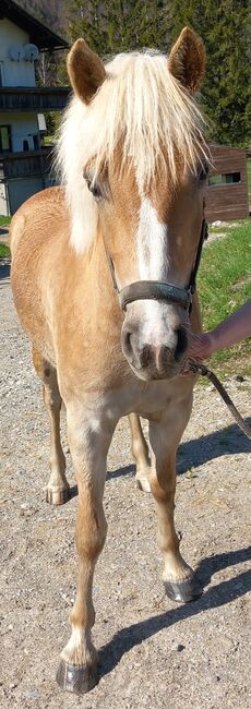 Haflinger Stute, Pfeffer Mathias , Horses For Sale, Wienerbruck, Image 8