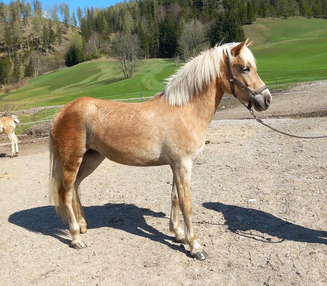 Haflinger Stute, Pfeffer Mathias , Horses For Sale, Wienerbruck, Image 9