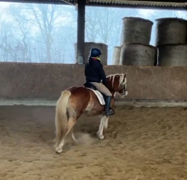 Haflinger Stute, Louisa Sandstede , Horses For Sale, Edewecht, Image 5