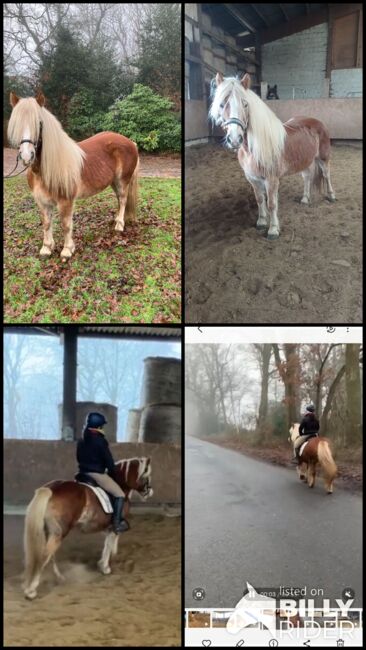 Haflinger Stute, Louisa Sandstede , Horses For Sale, Edewecht, Image 6