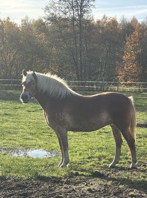 Haflinger Stute, Juli, Horses For Sale, Südheide