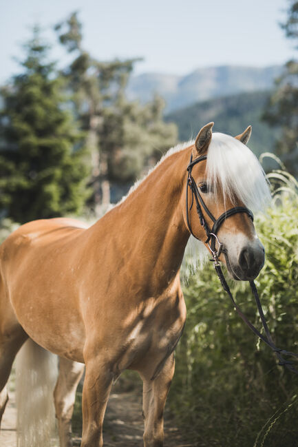 Haflingerstute, Kevin Gasser , Horses For Sale, Appiano Sulla Strada Del Vino