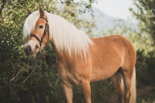 Haflingerstute, Kevin Gasser , Horses For Sale, Appiano Sulla Strada Del Vino, Image 2