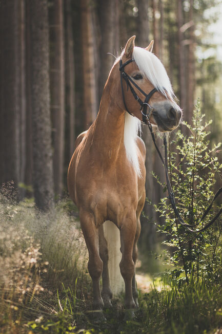 Haflingerstute, Kevin Gasser , Horses For Sale, Appiano Sulla Strada Del Vino, Image 3