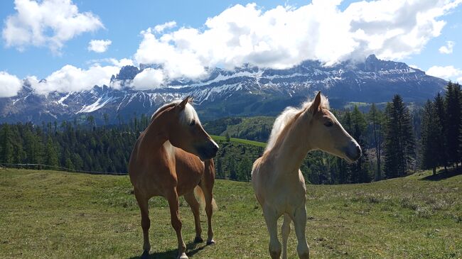 Haflingerstute, Monika , Horses For Sale, Südtirol , Image 3