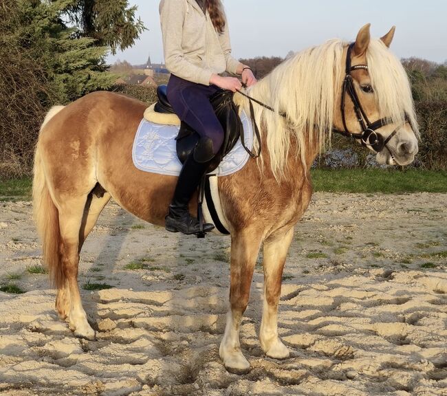 Haflinger Stute Lebensversicherung, Koko, Horses For Sale, Mönchengladbach