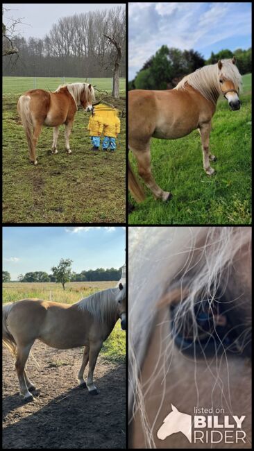 Haflinger Stute an, Langenbrink , Horses For Sale, Warpe , Image 9