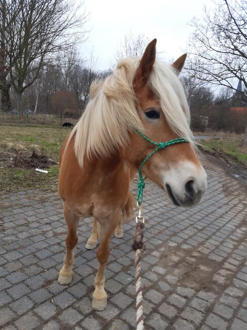 Haflingerstute zu verkaufen, Christine G., Horses For Sale, Helbra