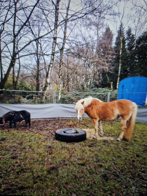 Haflinger Stute Freizeit, Mario, Horses For Sale, Dorsten, Image 2