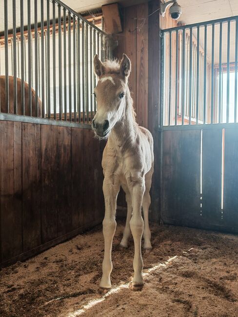 Haflinger Stutfohlen, Carina Thurner, Horses For Sale, Imsterberg, Image 2