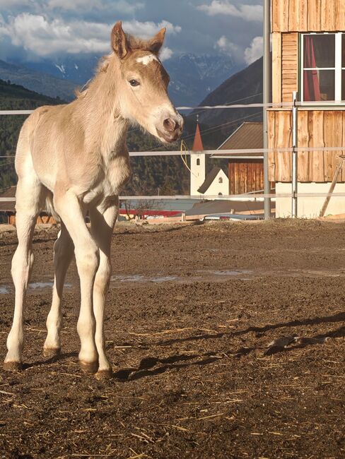 Haflinger Stutfohlen, Carina Thurner, Horses For Sale, Imsterberg, Image 3