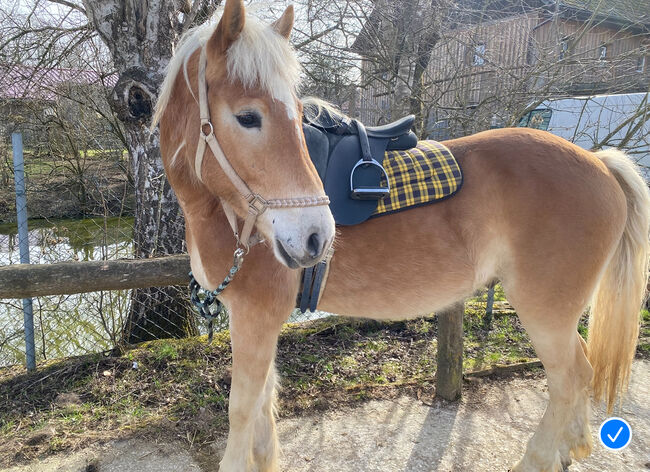 Haflinger mit Talent, Marie, Horses For Sale, Ohlsdorf , Image 2