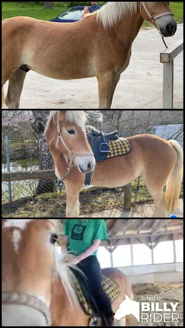 Haflinger mit Talent, Marie, Horses For Sale, Ohlsdorf , Image 4