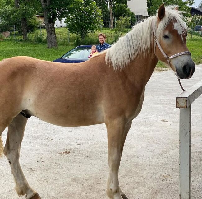 Haflinger mit Talent, Marie, Horses For Sale, Ohlsdorf 