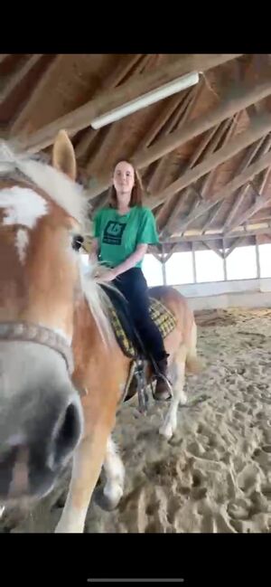 Haflinger mit Talent, Marie, Horses For Sale, Ohlsdorf , Image 3