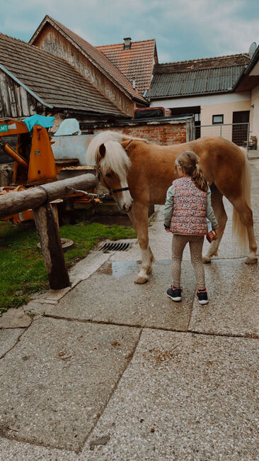 Haflinger-Mix, Janine Nemeth , Horses For Sale, Riedlingsdorf , Image 5