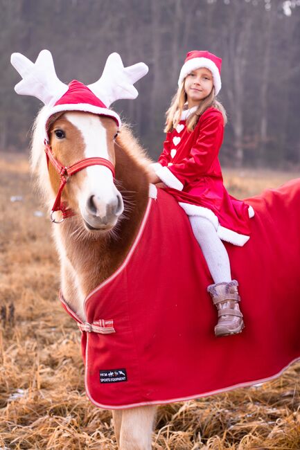 Haflinger-Mix, Janine Nemeth , Horses For Sale, Riedlingsdorf , Image 3