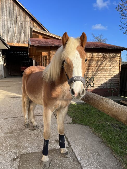 Haflinger-Mix, Janine Nemeth , Horses For Sale, Riedlingsdorf , Image 7