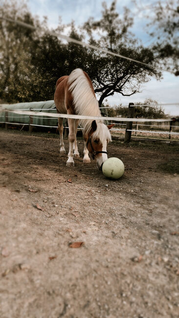 Haflinger-Mix, Janine Nemeth , Horses For Sale, Riedlingsdorf , Image 4