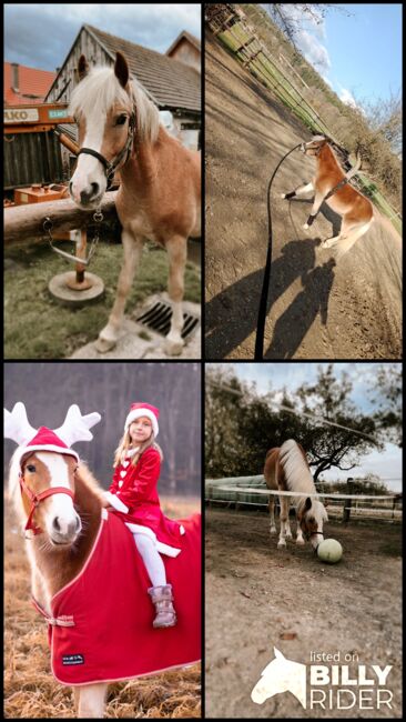 Haflinger-Mix, Janine Nemeth , Horses For Sale, Riedlingsdorf , Image 8