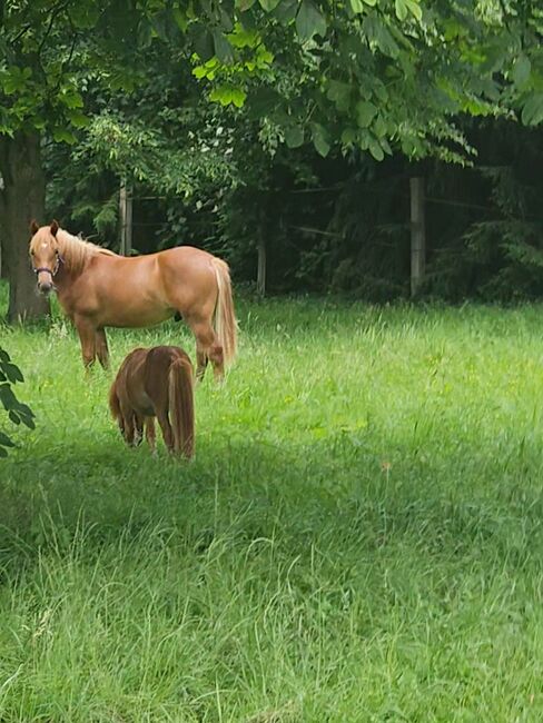 Haflinger Mix, Sarah , Horses For Sale, Bochum, Image 7