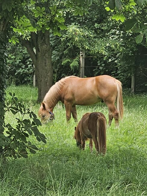 Haflinger Mix, Sarah , Horses For Sale, Bochum, Image 8