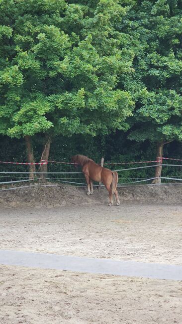 Haflinger Mix, Sarah , Horses For Sale, Bochum, Image 9