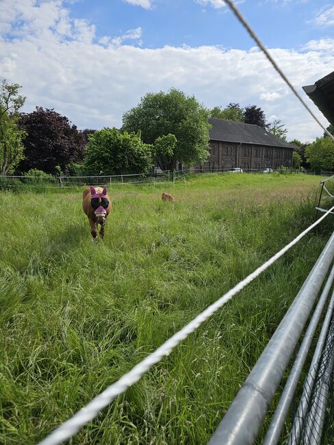 Haflinger Mix, Sarah , Horses For Sale, Bochum, Image 10