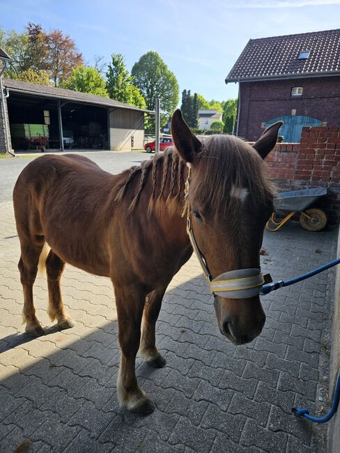 Haflinger Mix, Sarah , Horses For Sale, Bochum, Image 11