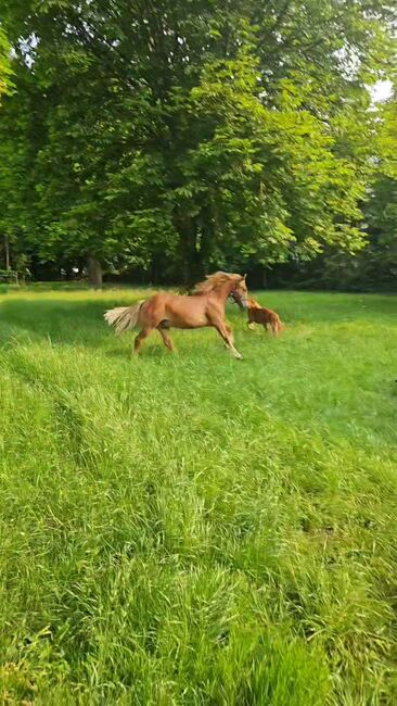 Haflinger Mix, Sarah , Horses For Sale, Bochum, Image 12