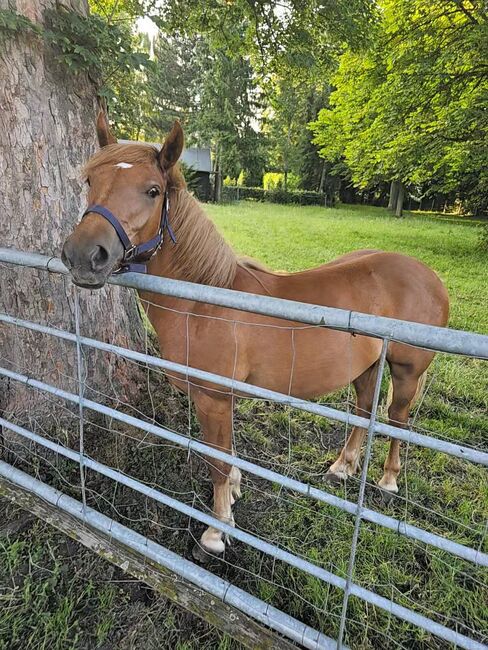 Haflinger Mix, Sarah , Horses For Sale, Bochum, Image 3
