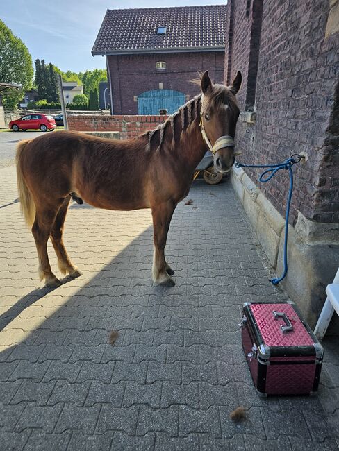 Haflinger Mix, Sarah , Horses For Sale, Bochum, Image 13