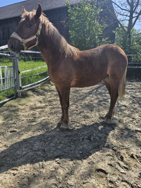 Haflinger Mix, Sarah , Horses For Sale, Bochum, Image 14