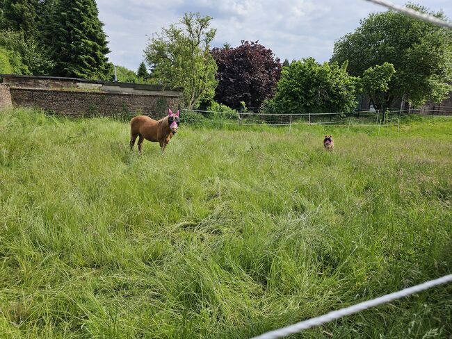 Haflinger Mix, Sarah , Horses For Sale, Bochum, Image 15