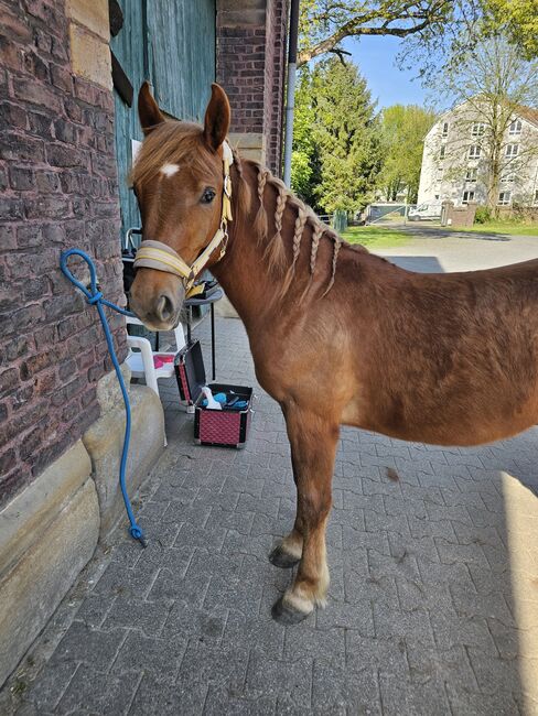 Haflinger Mix, Sarah , Horses For Sale, Bochum, Image 16