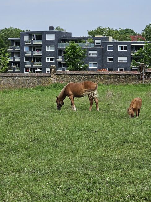 Haflinger Mix, Sarah , Horses For Sale, Bochum, Image 17