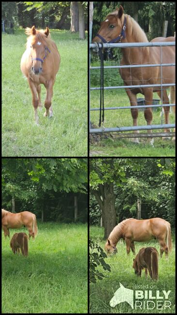 Haflinger Mix, Sarah , Horses For Sale, Bochum, Image 23