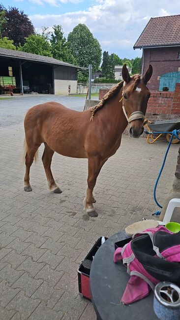 Haflinger Mix, Sarah , Horses For Sale, Bochum, Image 18