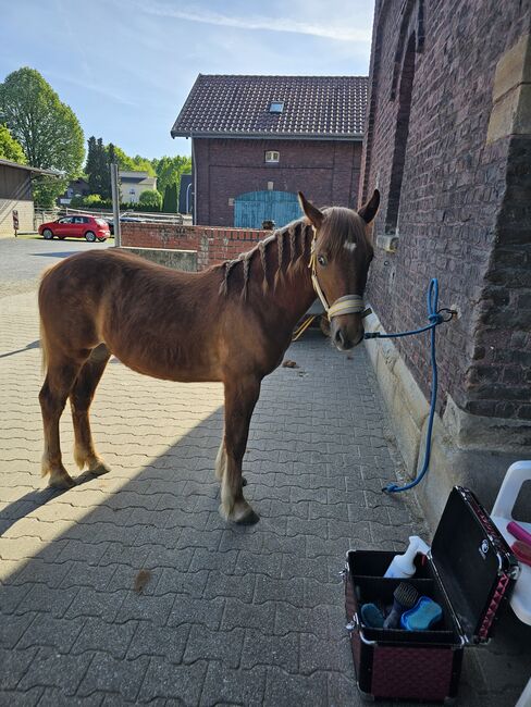 Haflinger Mix, Sarah , Horses For Sale, Bochum, Image 19