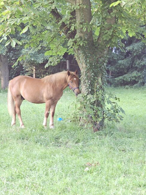 Haflinger Mix, Sarah , Horses For Sale, Bochum, Image 4