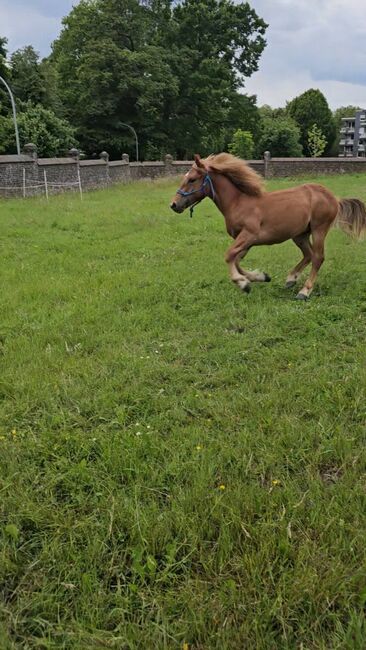 Haflinger Mix, Sarah , Horses For Sale, Bochum, Image 20
