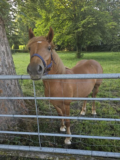 Haflinger Mix, Sarah , Horses For Sale, Bochum, Image 6
