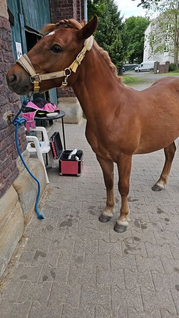Haflinger Mix, Sarah , Horses For Sale, Bochum, Image 21