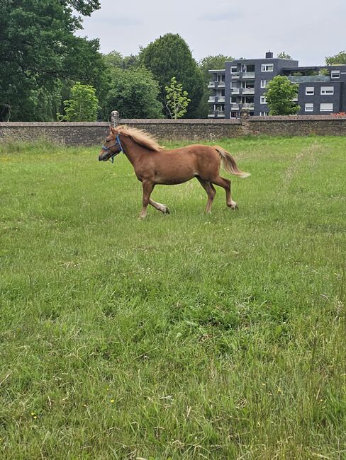 Haflinger Mix, Sarah , Horses For Sale, Bochum, Image 22